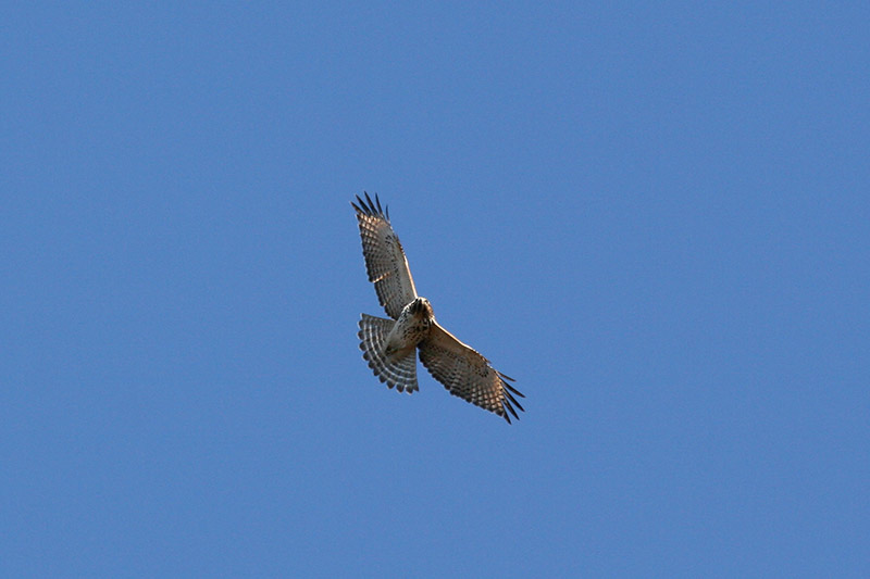 Red Shouldered Hawk