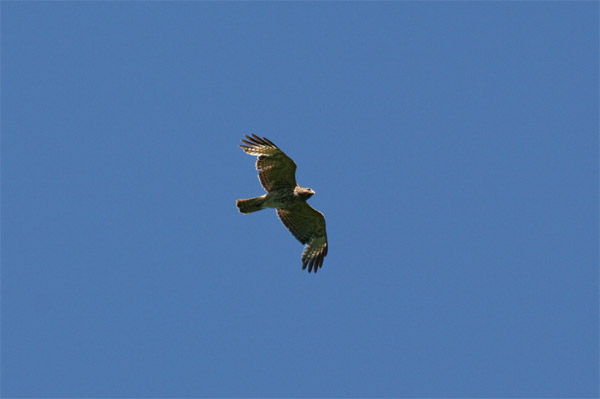 Red Shouldered Hawk