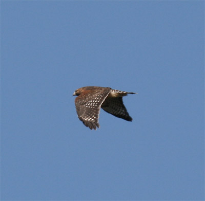 Red Shouldered Hawk