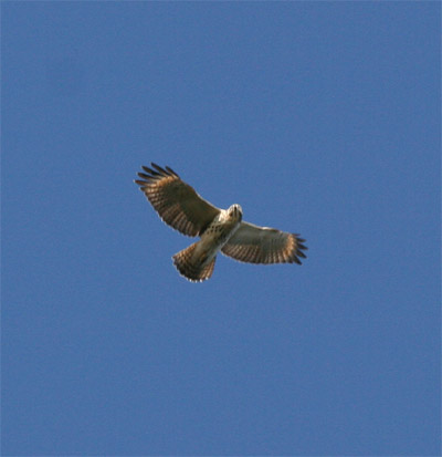 Red Shouldered Hawk