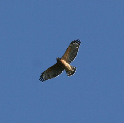 Red Shouldered Hawk