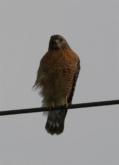 Red Shouldered Hawk