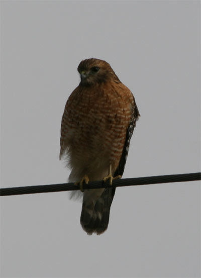 Red Shouldered Hawk