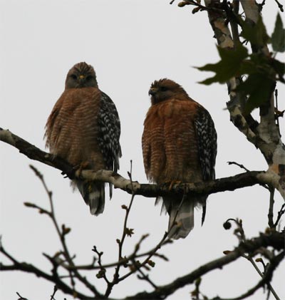 Red Shouldered Hawks