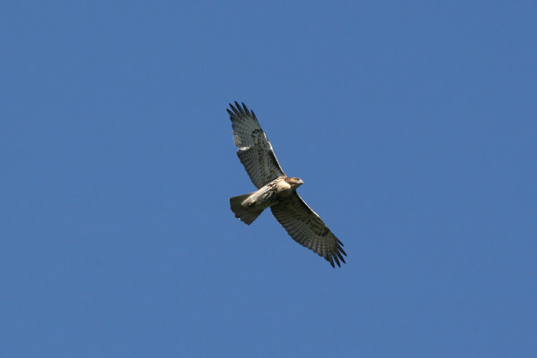 Red Tailed Hawk