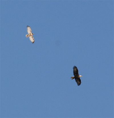 Bald Eagle and Red Tailed Hawk