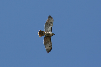 Red Tailed Hawk