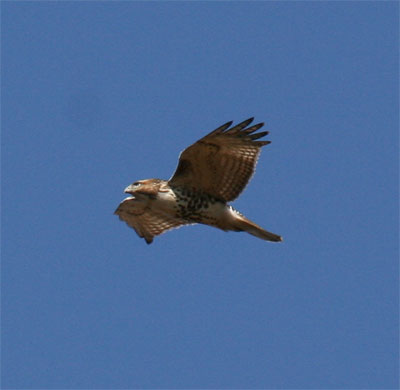 Red Tailed Hawk