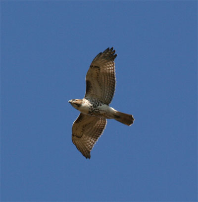 Red Tailed Hawk