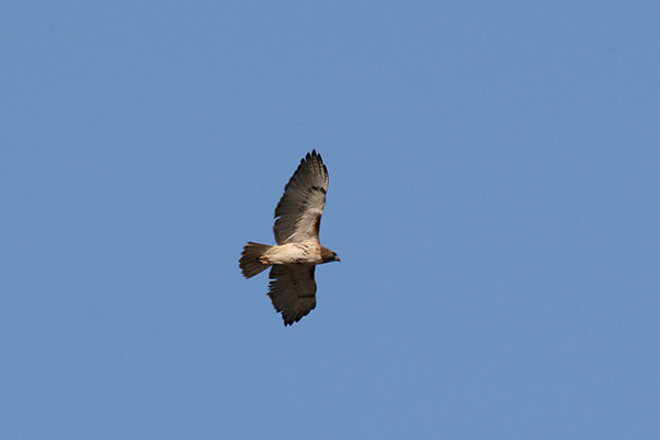 Red Tailed Hawk