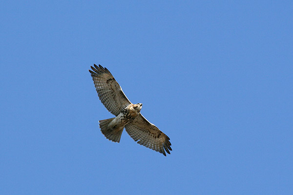 Red Tailed Hawk