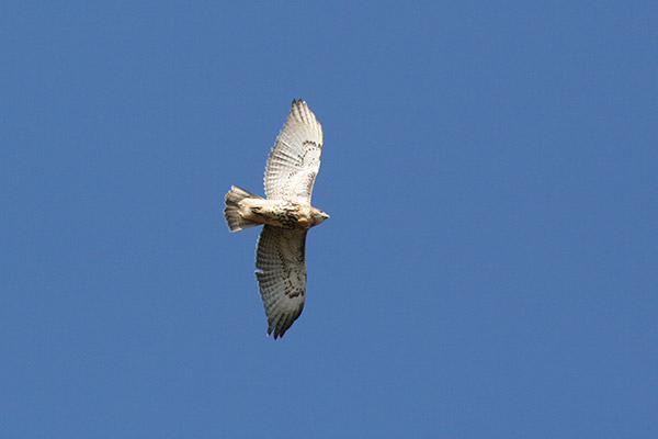 Red Tailed Hawk