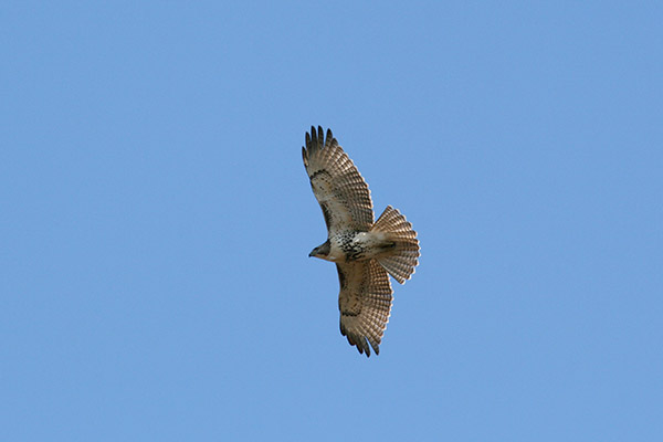 Red Tailed Hawk