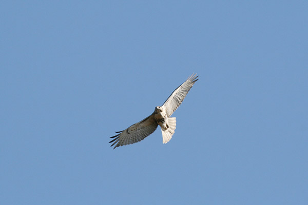 Red Tailed Hawk