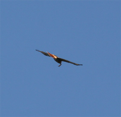 Red Tailed Hawk