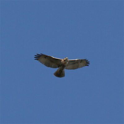 Red Tailed Hawk