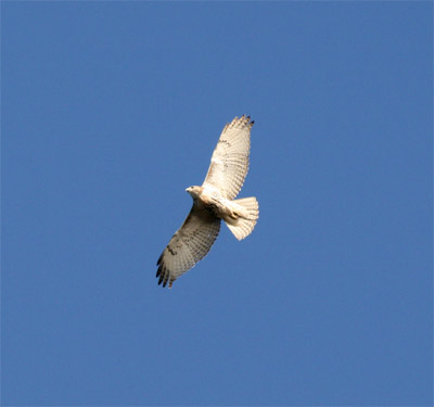 Red Tailed Hawk