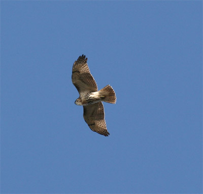 Red Tailed Hawk