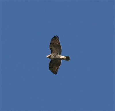 Red Tailed Hawk