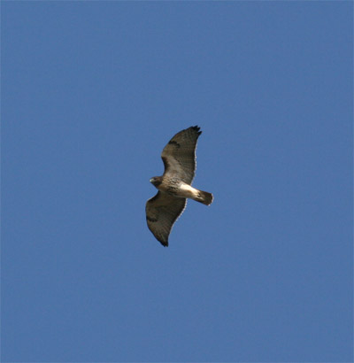 Red Tailed Hawk