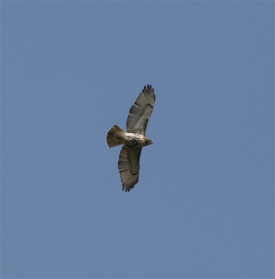 Red Tailed Hawk