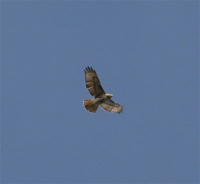 Red Tailed Hawk