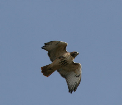 Red Tailed Hawk