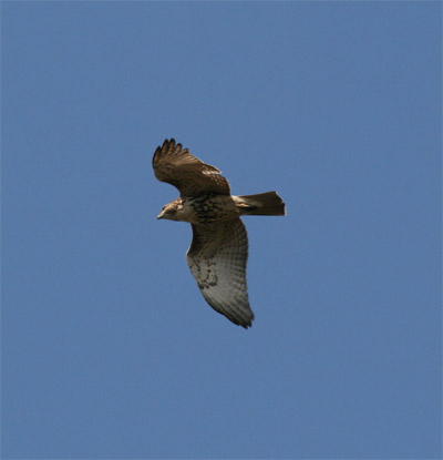 Red Tailed Hawk