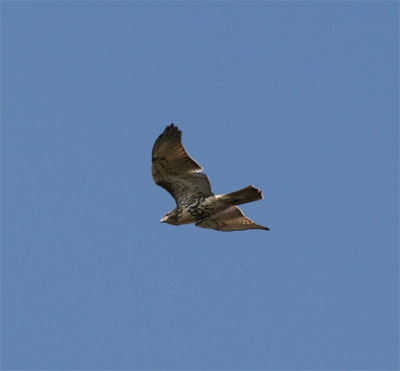 Red Tailed Hawk