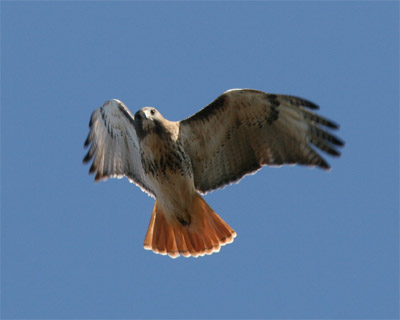 Red Tailed Hawk