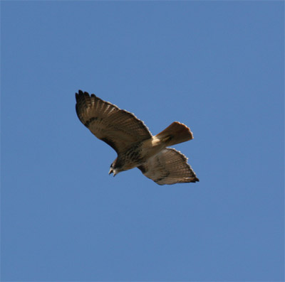 Red Tailed Hawk