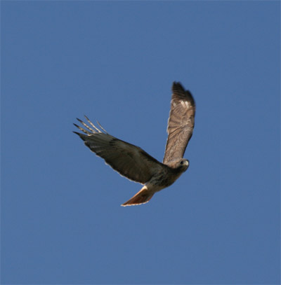 Red Tailed Hawk