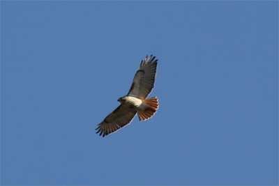 Red Tailed Hawk