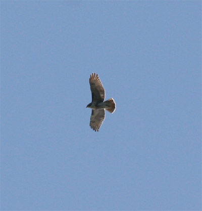 Red Tailed Hawk