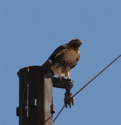 Red Tailed Hawk