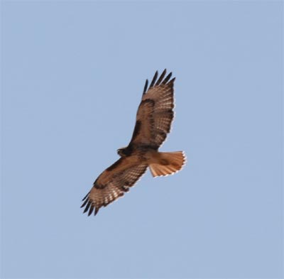 Red Tailed Hawk