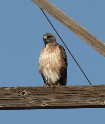 Red Tailed Hawk