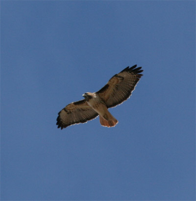 Red Tailed Hawk