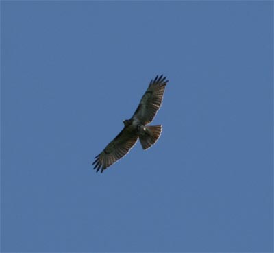 Red Tailed Hawk