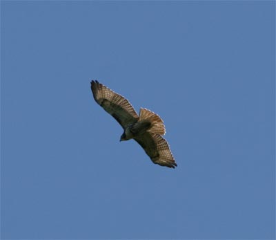 Red Tailed Hawk