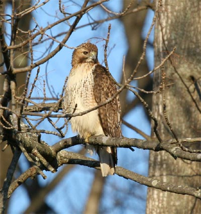 Red Tailed Hawk