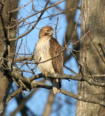 Red Tailed Hawk