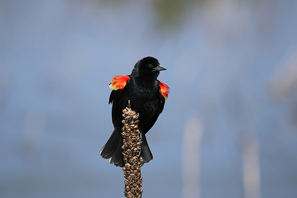 Red-winged Blackbird