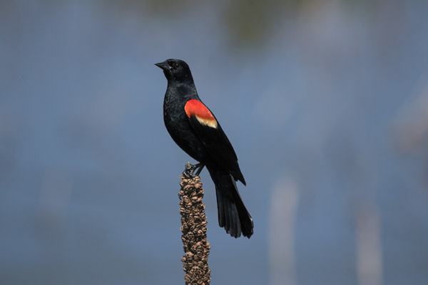 Red-winged Blackbird