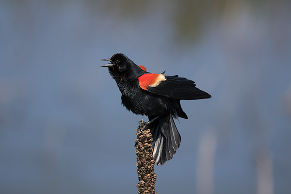 Red-winged Blackbird