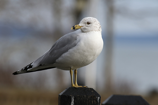 Ring-billed Gull