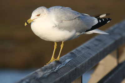 Ring-billed Gull