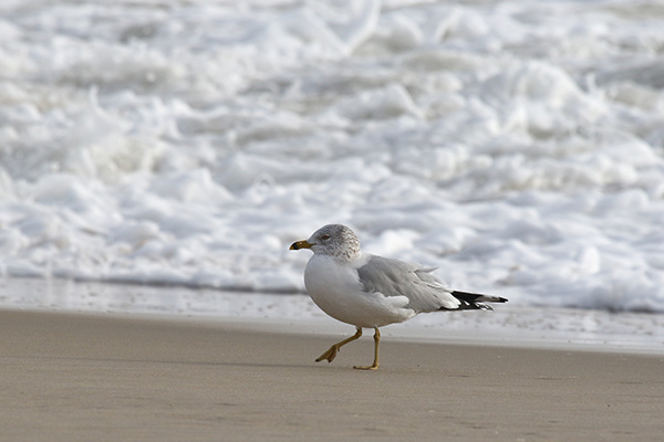 Ring-billed Gull