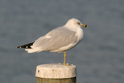 Ring-billed Gull