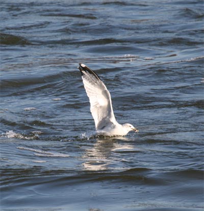 Ring-billed Gull catches fish